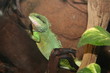 Lézard