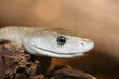 Serpent sauvage
