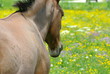 cheval dans un pré