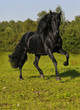 The free black horse runs gallop on the field