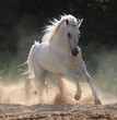 white horse runs gallop in dust