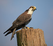 Wanderfalke