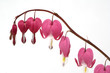 Traenendes Herz, Dicentra spectabiles