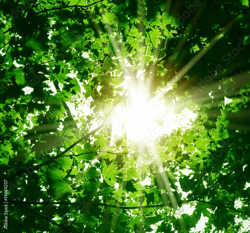 Photo: Sun rays through the green leaves of the forest Sun rays through the green leaves of the forest