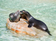 California seal California seal