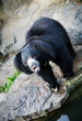 Himalayan black bear Himalayan black bear