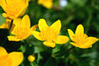 yellow flowers