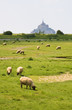Sheep on a field near the Mont Saint-Michel in Normandy, France Sheep on a field near the Mont Saint-Michel in Normandy, France