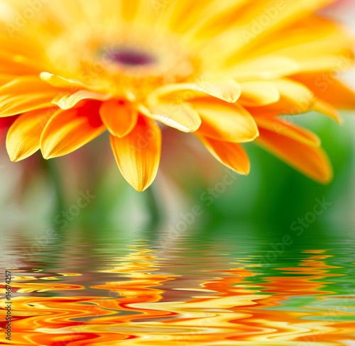 Closeup photo of yellow daisy-gerbera