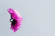 Flower reflection