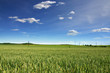 Wheat Field