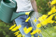 Photo: Watering Watering