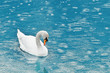 swan