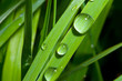 Drops on Grass Drops on Grass