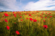landscape of red coquelicots