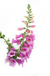 Digitalis