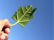 écologie