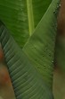 Photo: Bananenblatt mit Wassertropfen Bananenblatt mit Wassertropfen