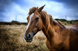 Photo: Cavallo Cavallo