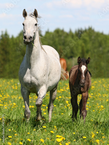 Photo: Mare and foal Mare and foal