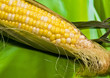 Photo: SWEET CORN SWEET CORN