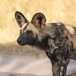 Wild dogs in Soouth Africa