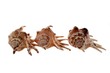 Sea cockleshells