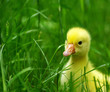 gosling in grass