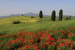 Landschaft,Mohnfelder,Wolkenhimmel,Toskana,Val d Orcia,Italien
