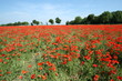 Champ de coquelicot,Somme Champ de coquelicot,Somme