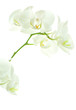 White orchid on white. White orchid on white.