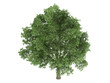 Oak (Quercus robur)