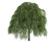 Willow (Salix)