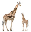 Giraffe mother and baby Giraffe mother and baby