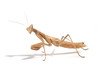 Foto: Praying mantis isolated on white Praying mantis isolated on white