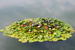 nymphaea