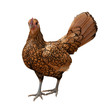 Photo: Gold Laced Sebright Chicken Gold Laced Sebright Chicken