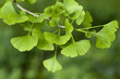 Ginkgo Biloba tree Ginkgo Biloba tree