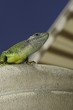lézard urbain