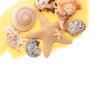 Collection of colorful shells Collection of colorful shells