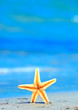tropical shore tropical shore