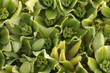 fond de fleurs d'agave