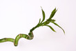 Foto: bamboo bamboo