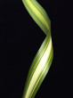 Variegated Plant Leaf curled on Black Background 2 Variegated Plant Leaf curled on Black Background 2
