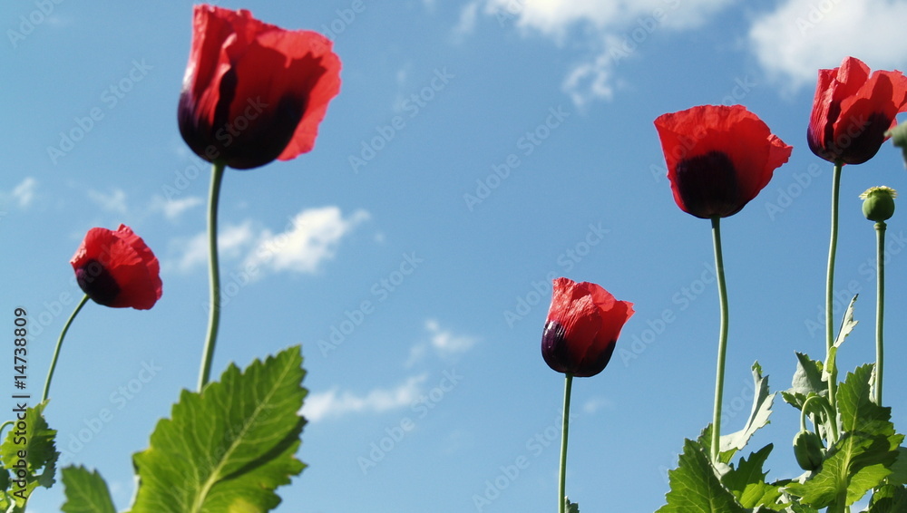 1000_F_14738809_8H4B4Ld85E8qA0ty84Q6oFG9hlAKJt5H.jpg