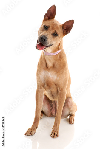 Photo: Thai Ridgeback Dog isolated on white background Thai Ridgeback Dog isolated on white background