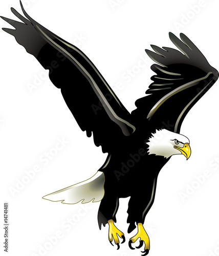 adler fliegend adler fliegend