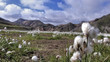 Iceland Cottongrass