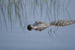 Alligator in Everglades