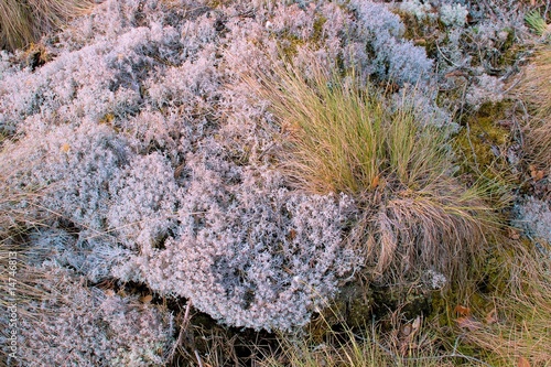 Foto: Grass and Moss #2 Grass and Moss #2